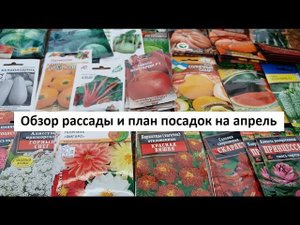 Обзор рассады и план посадок на апрель.