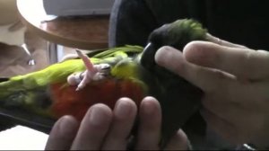 Патагонский попугай Патап. Почесончики