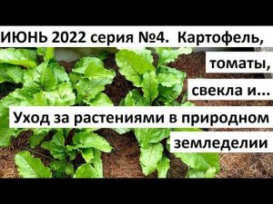 Июнь 2022. серия №4. Уход за огородом в природном земледелии.