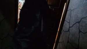 Шуя: прелести и печали провинциального рождества