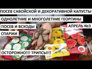 Апрель №3.Посев савойской и декоративной капусты. Георгины однолетние и многолетние. Спаржа.