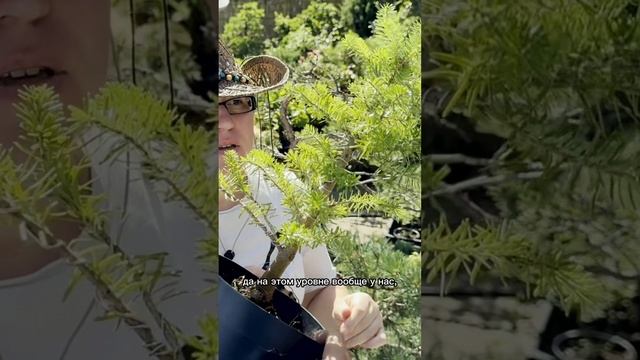 Бонсай из ели. Часть 2