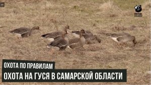 Охота на гуся в Самарской области. Охота по правилам..Выпуск 31