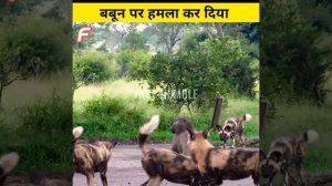 20wild dogs vs Baboon |animal facts | #shorts