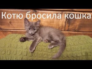 Как спасти брошенного, новорожденного котенка.