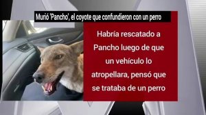 Murió 'Pancho', el coyote que confundieron con un perro