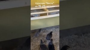 Курятник на 20 несушек с выгулом "Веста". Зимний курятник на 20 кур