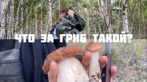 VLOG 21 | Поход за грибами | Лето, 2023 ☀️