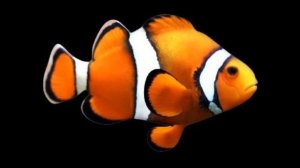 песня краб Себастьян из фильма русалочка 2023