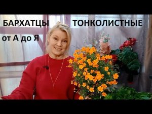 Бархатцы тонколистные от А до Я