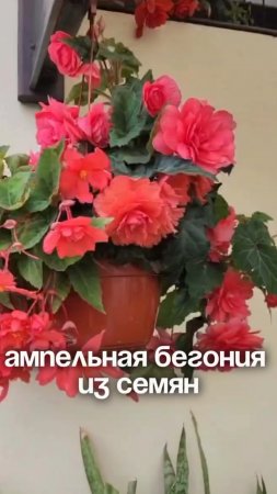 Ампельная бегония из семян 🌸