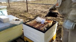 Пчеловодство - Первый весенний осмотр  и ревизия гнезд пчёл после зимовки