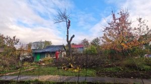 Спил большой груши
