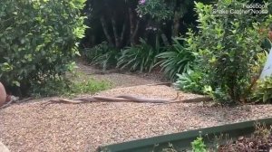 Схватка двух змеиных самцов за самку