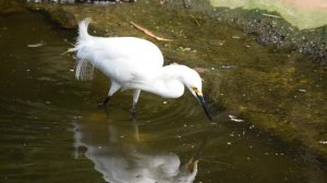 4985005-hd_1920_1080_30fps