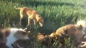 Охота с лайкой на барсука