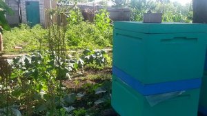 Объединение пчёл налетом и через промежуточное дно.