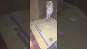 Сова доброва или слишком нежная сипуха + её звуки и нежности