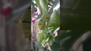 Larva of Papilio demoleus eat the leaves of citrus