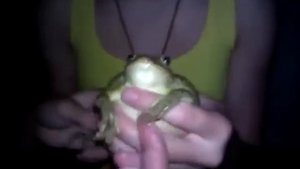 шок лягушка кричит