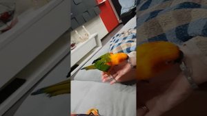 Ручной попугай солнечный аратинга Гошан