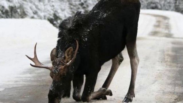 Лось СОХАТЫЙ житель леса смотреть онлайн