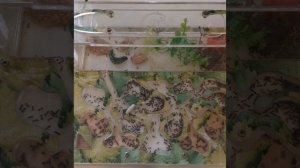 Муравьиная ферма для начинающих.