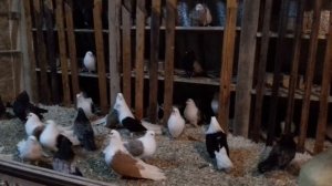 Чернобокие. Жёлтобокие