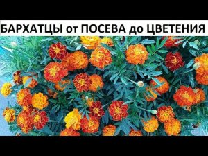 Бархатцы от А до Я.