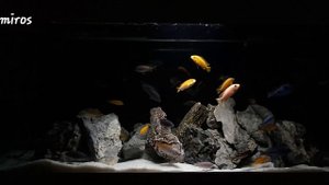 Nature in my home - Malawi Cichlid Aquarium
