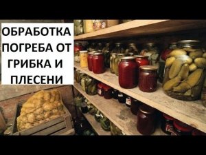 Обработка погреба от грибка и плесени.