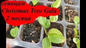 Сеянцы хосты Christmas Tree Gala 2 месяца.