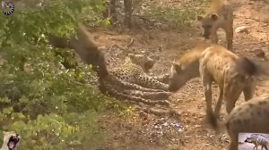 ГОНКИ со СМЕРТЬЮ... СТРАУС НЕСЁТСЯ как СУМАСШЕДШИЙ , ПЫТАЯСЬ ОТОРВАТЬСЯ от ГЕПАРДОВ и ...