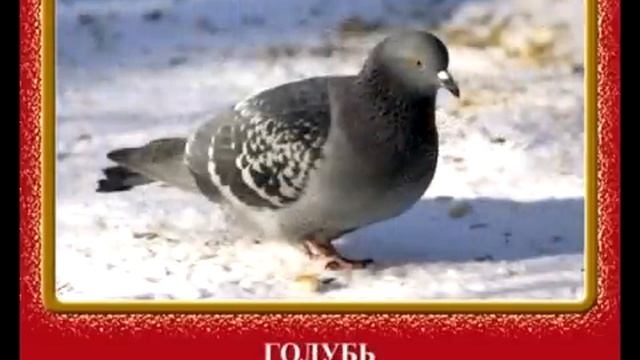 Құстар