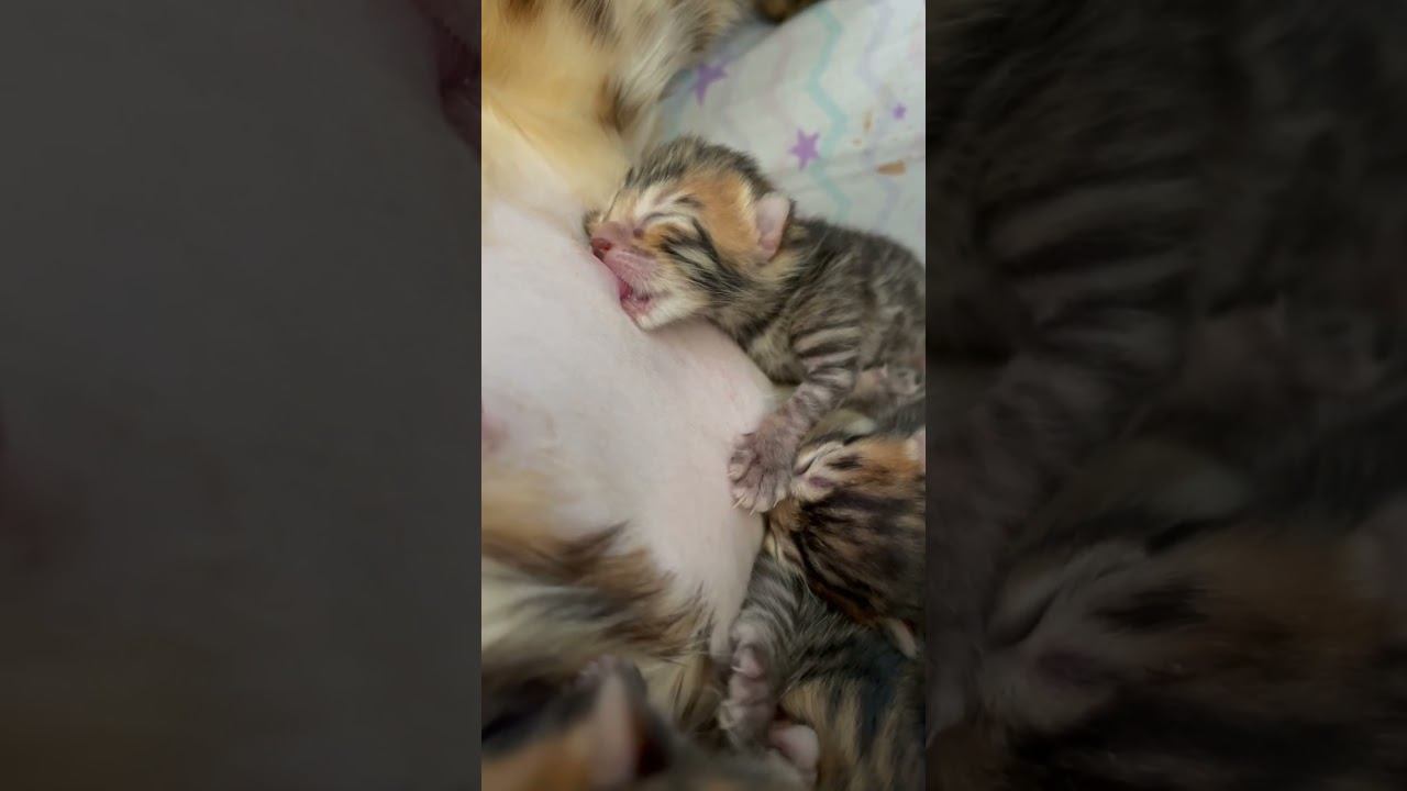 Молочная ферма #котики #котята #бенгал #милыекотята #котёнок #животные #кошки#любимец