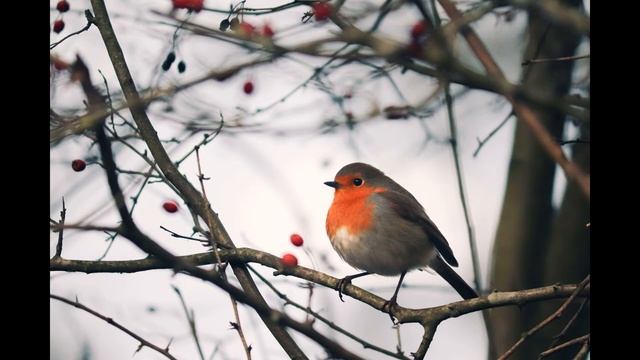 Singing Birds | Birds of Central Russia | 48 species of birds  | Part 2