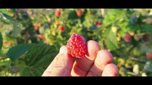 малина Маравила, саженцы на осень