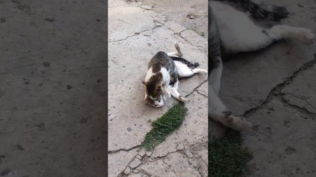 Кошачьи ласки
