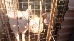 Свинки хрюкают - смешные животные