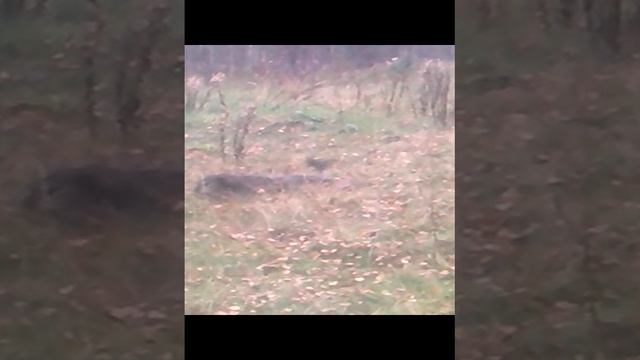 АМУРЫЧ Боевой Сыщик 10.05.2013