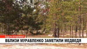 ВБЛИЗИ МУРАВЛЕНКО ЗАМЕТИЛИ МЕДВЕДЯ