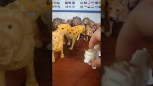 обзор моих львов мой прайд