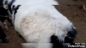 молбозори мастчох  1-кум учаска