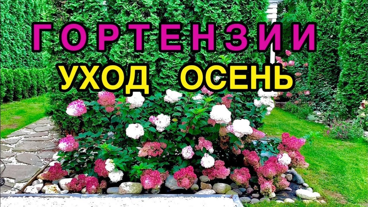 Метельчатая гортензия осенью 🌺Уход 🐝 Ванилла Фрейз💘