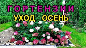 Метельчатая гортензия осенью 🌺Уход 🐝 Ванилла Фрейз💘