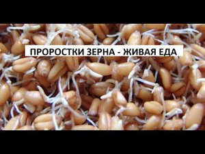 Проростки зерна - живая еда.