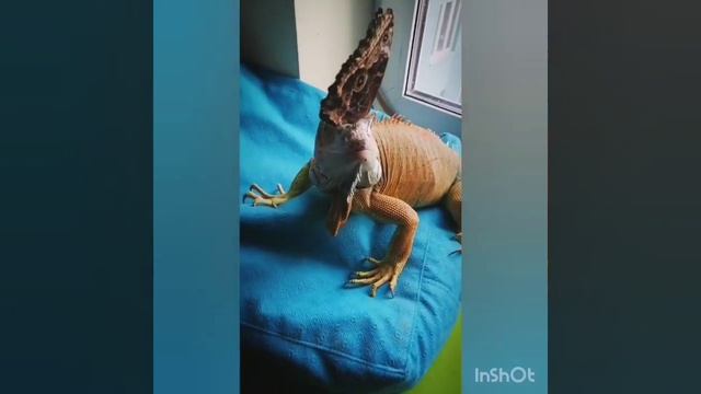Игуана и наглая тропическая бабочка