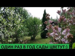 Один раз в год сады цветут.