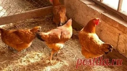 15 января. Куриный праздник. День бублика. Народный календарь для малышей.✨