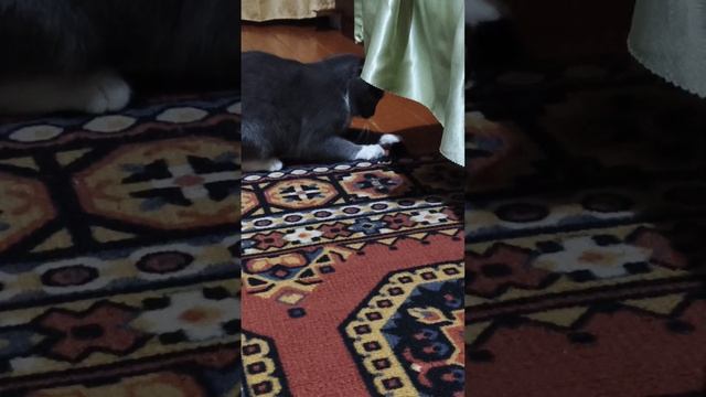 Аппетит хороший, а мышь искусственная